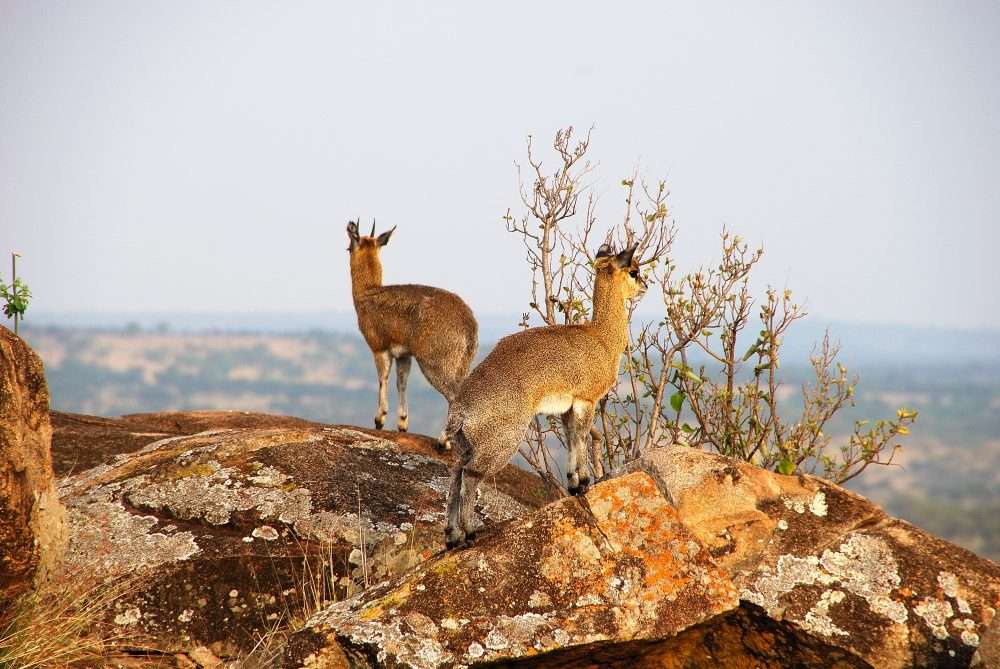 animales en piedra