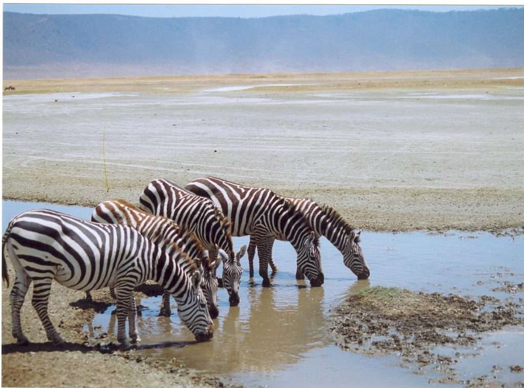 safari kenia tanzania y zanzibar