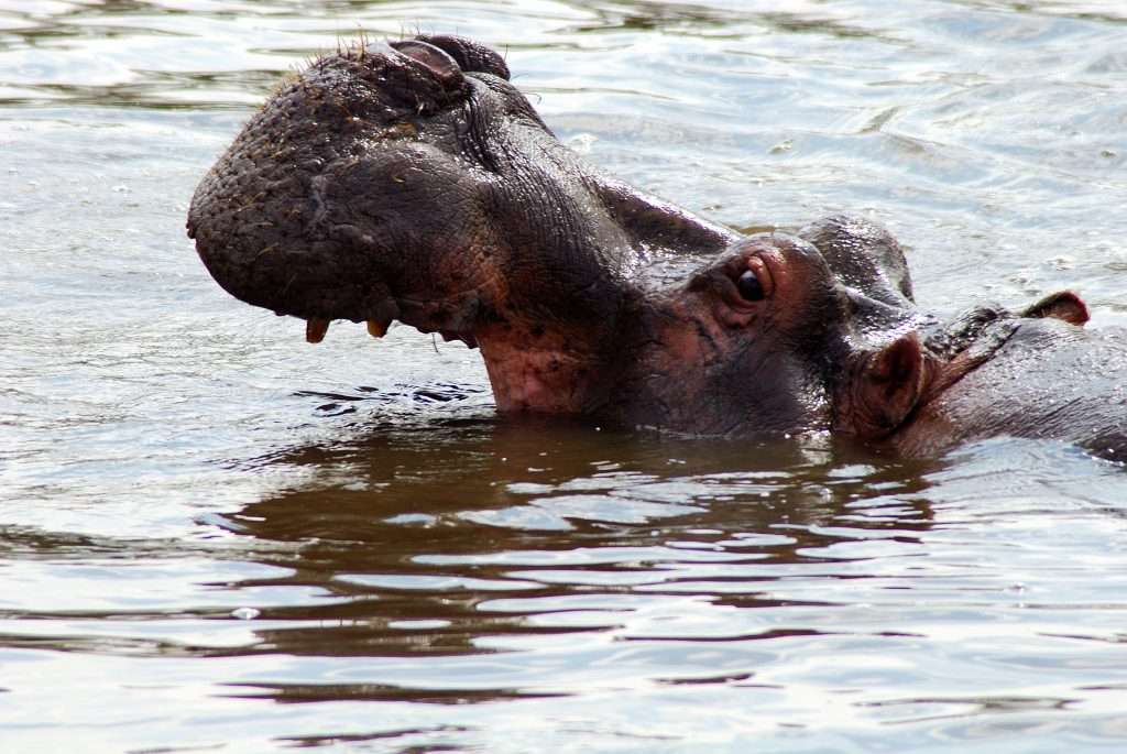 safari tanzania zanzibar