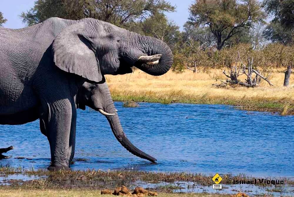 safari kenia tanzania y zanzibar